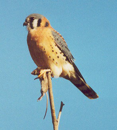 American Hawk