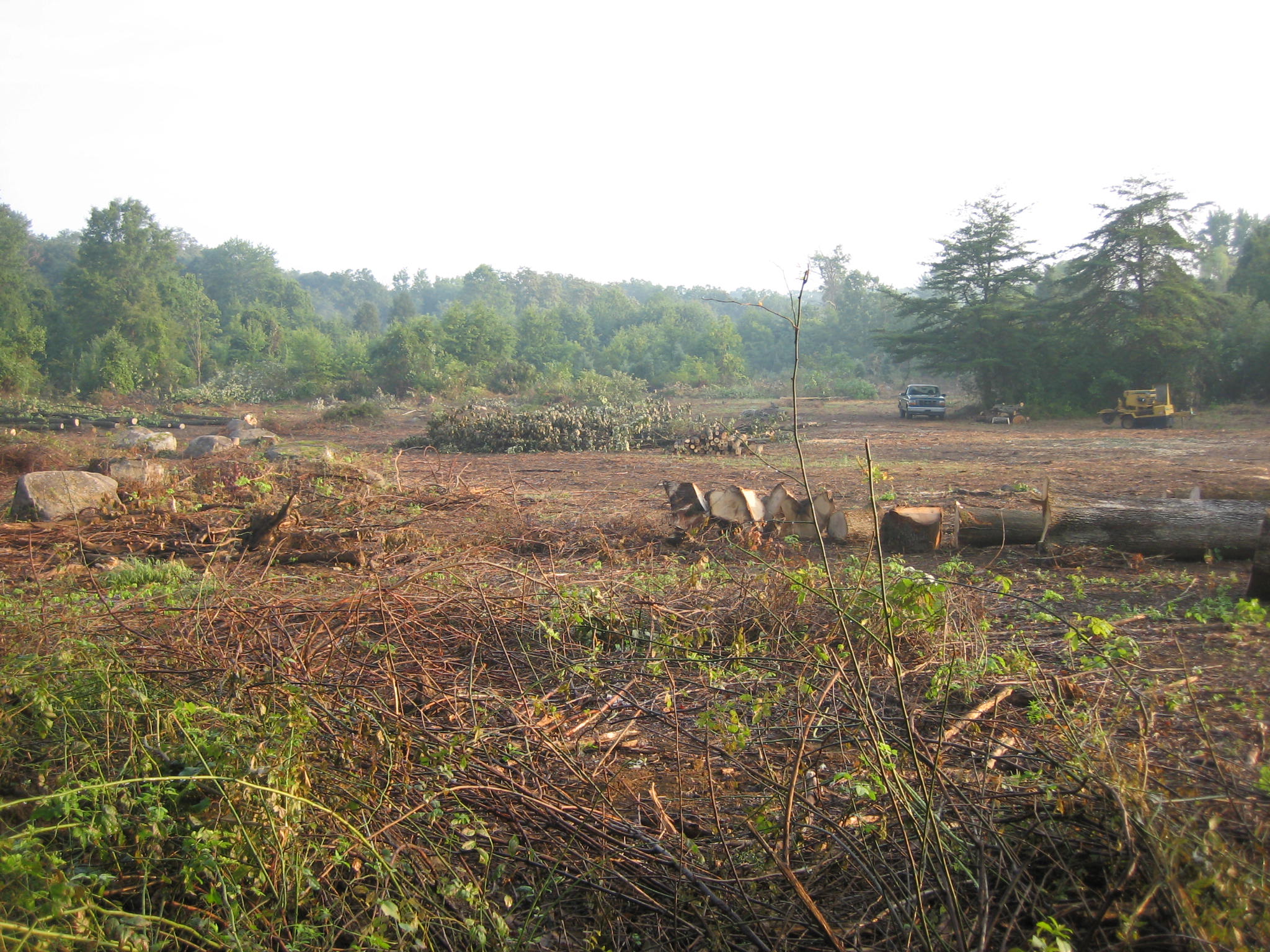 Tree Cut